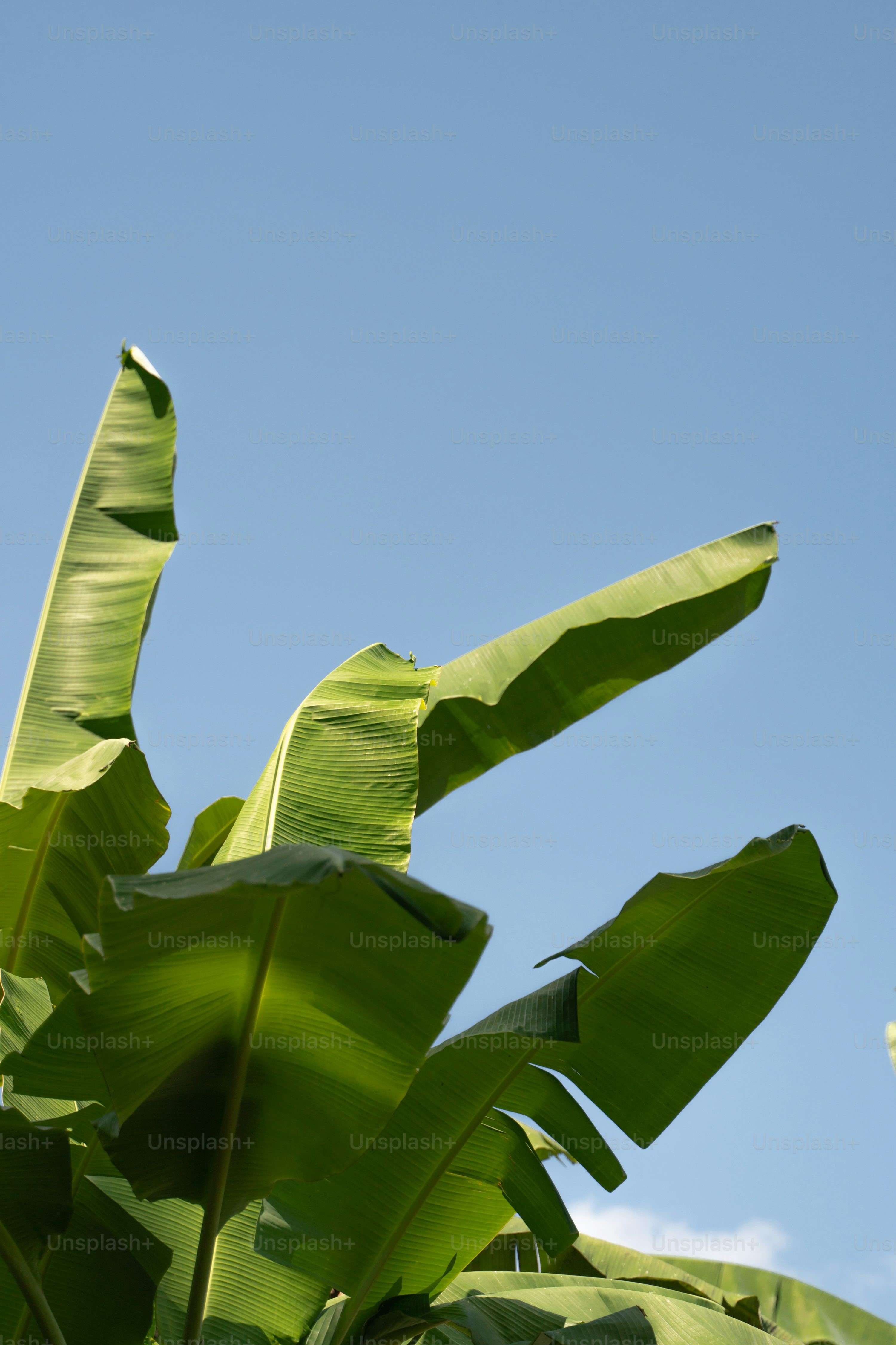 Banana leaves 1