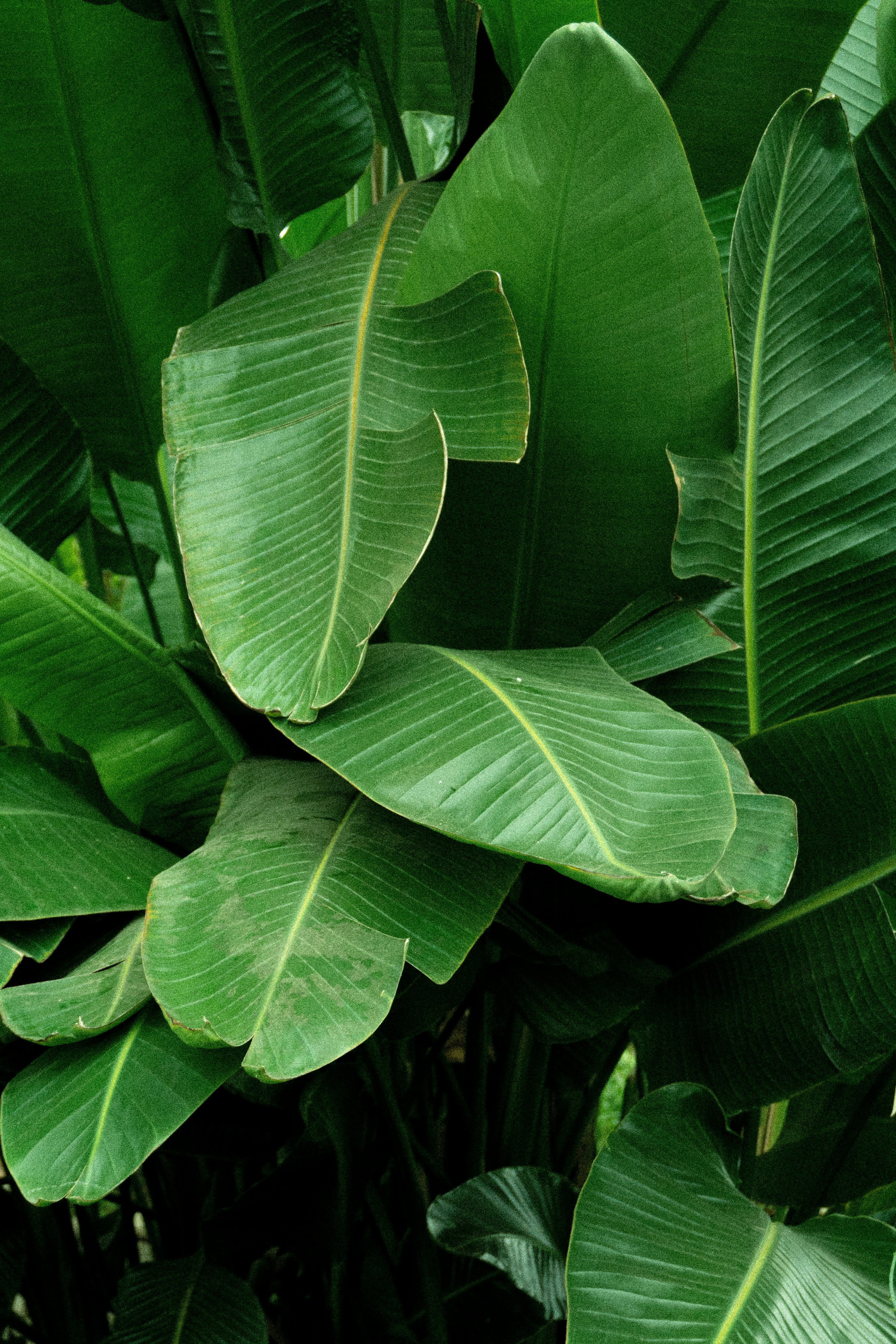Banana leaves 2