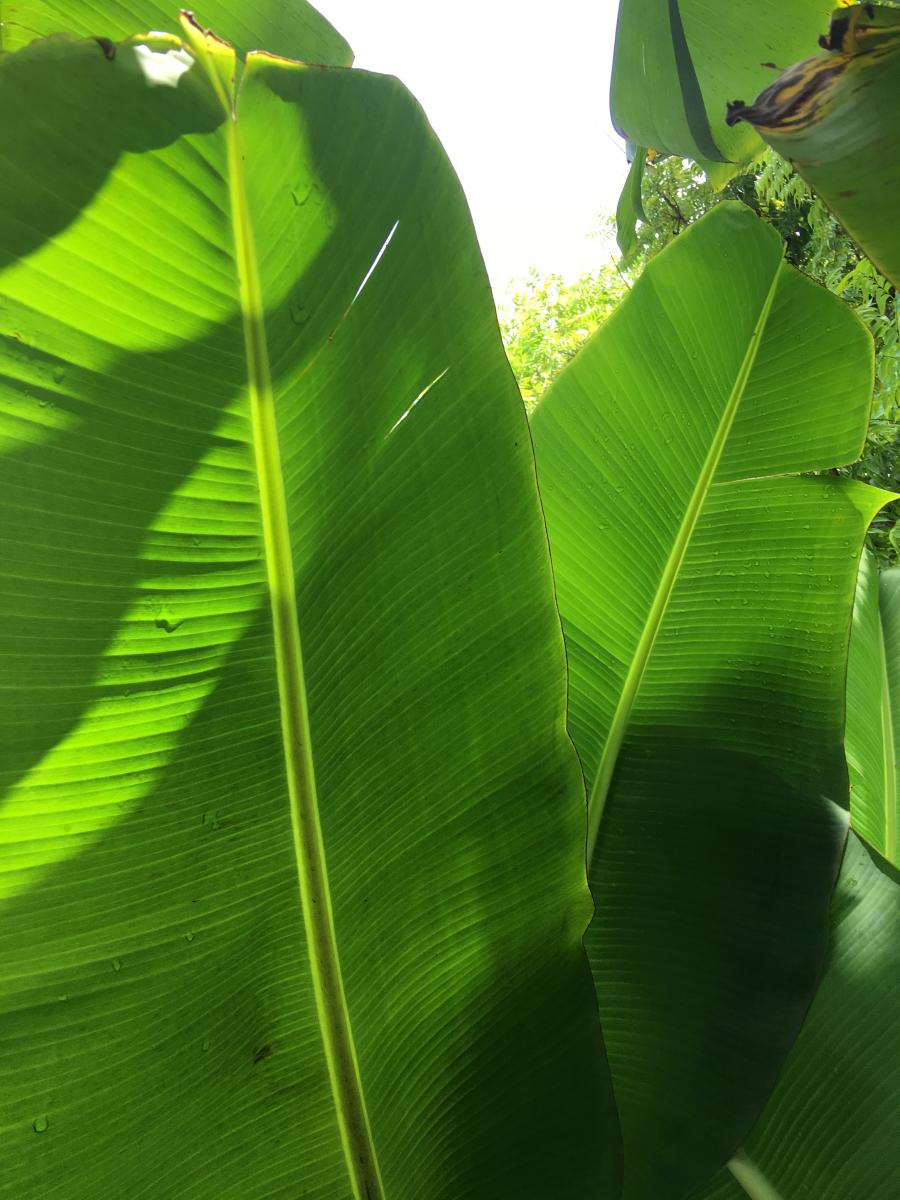 Banana leaves 3