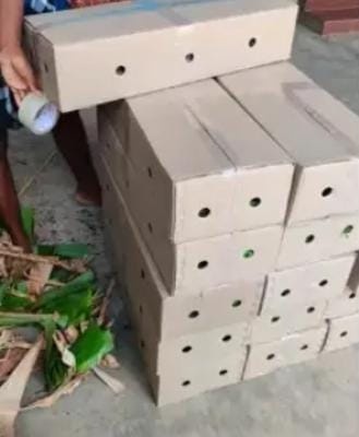 Banana Leaf Image 1