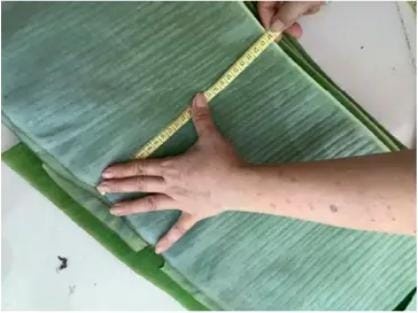 Banana Leaf Image 3