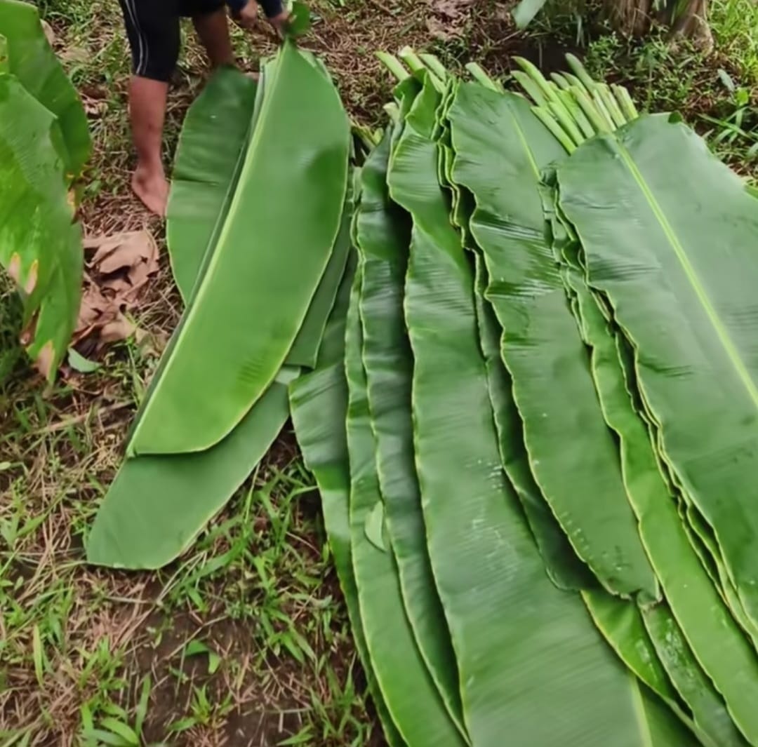 Banana Leaf Image 5