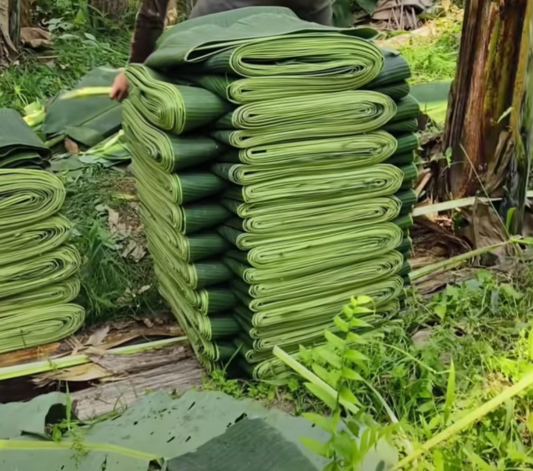 Banana Leaf Image 6