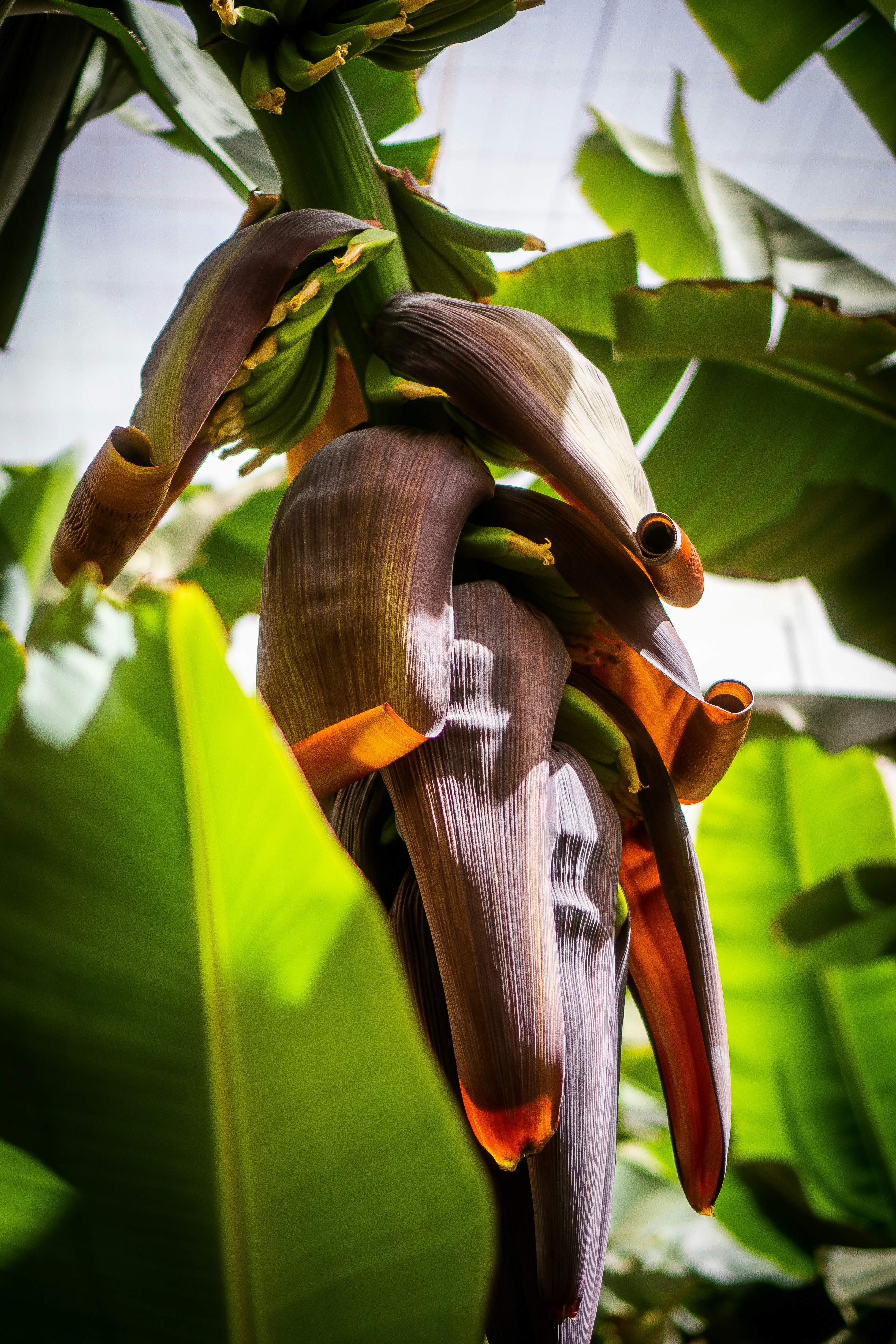 Azjava banana leaves sample